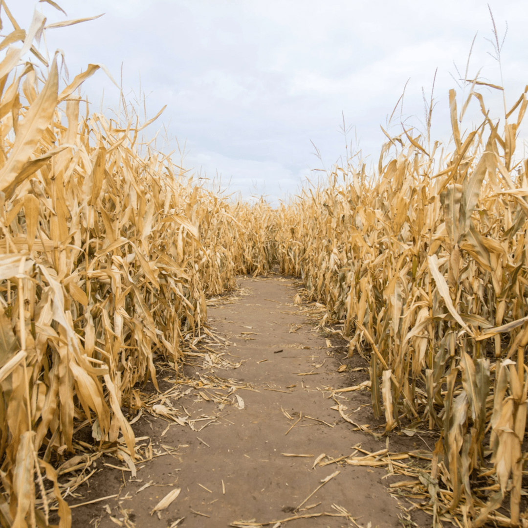 corn maze. fall bucket list. autumn bucket list. things do in fall. things to do this fall. things to do in autumn. autumn activities. fall activities. fall ideas. autumn ideas. fall to do list. autumn to do list. activities in fall