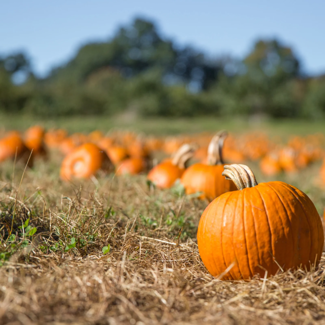 pumpkin patch. pumpkins in fall. fall bucket list. autumn bucket list. things do in fall. things to do this fall. things to do in autumn. autumn activities. fall activities. fall ideas. autumn ideas. fall to do list. autumn to do list. activities in fall