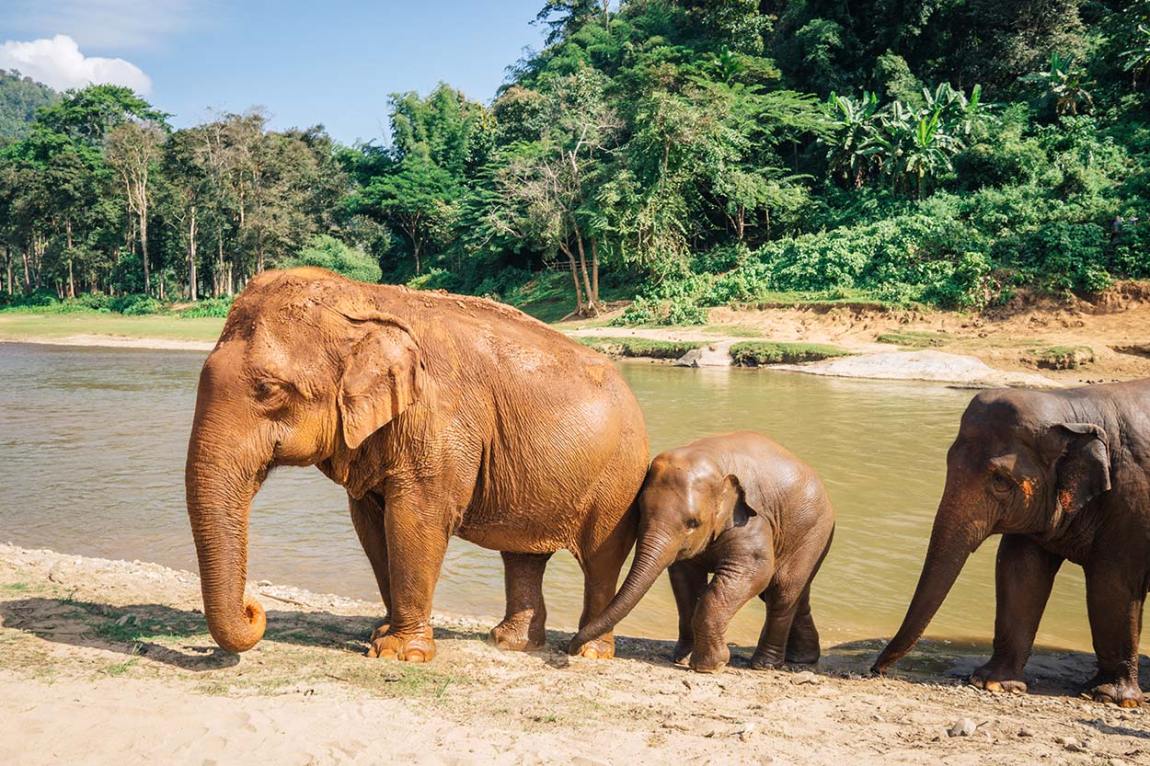 Visiting the Elephant Nature Park in Chiang Mai blog