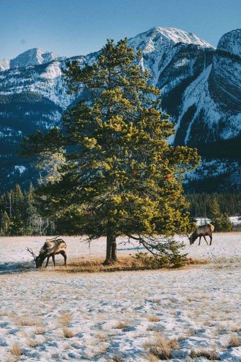 Dog Sledding In Jasper And Ice Hockey In Edmonton - 2 Canadian 'Must-Do's! (7)