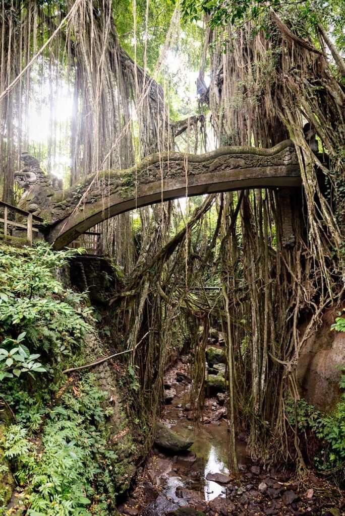 The perfect way to spend a relaxing and luxurious week in Bali | Ubud Monkey Forest